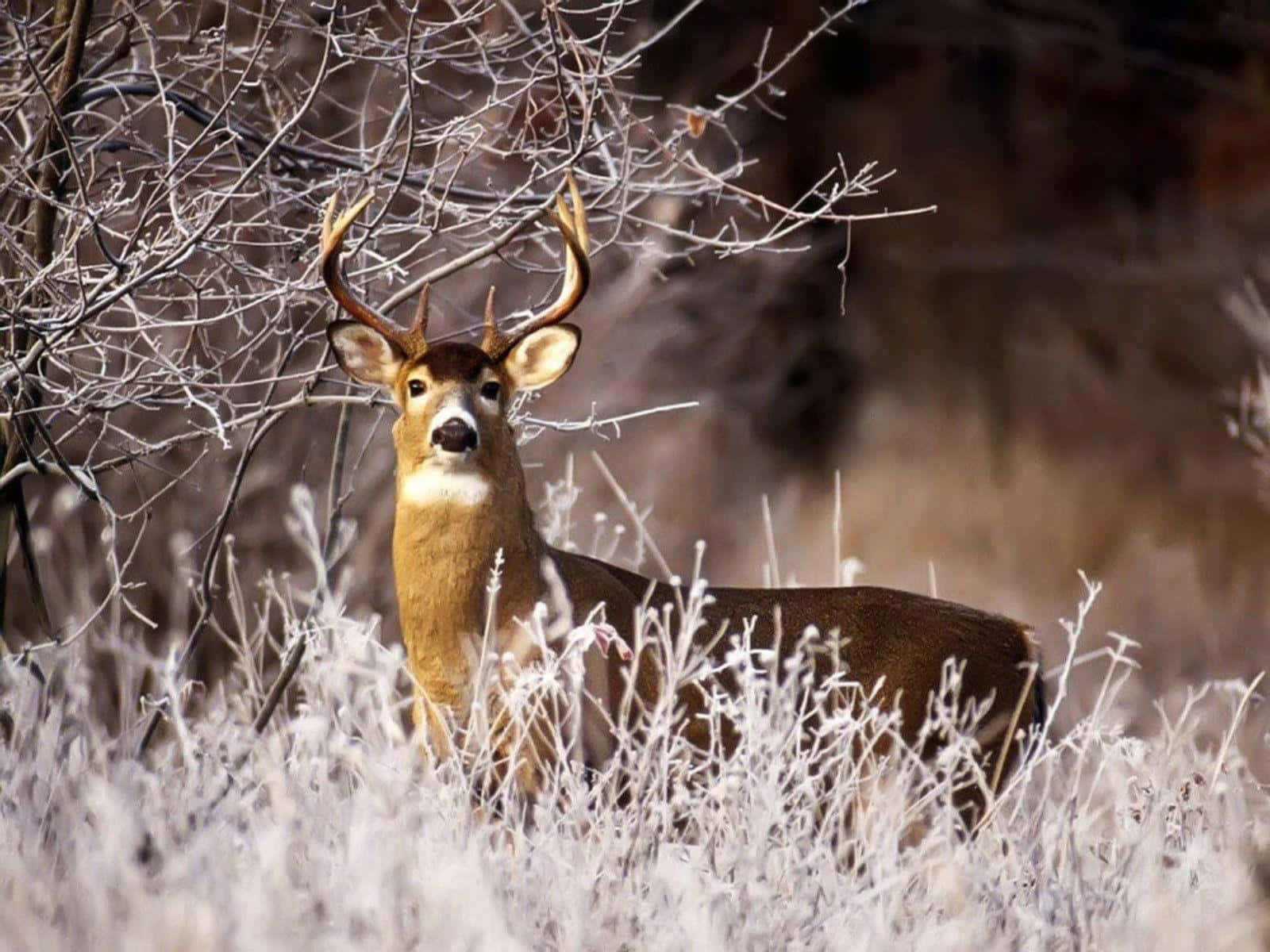 White-tailed Deer Roaming In The Forest Background