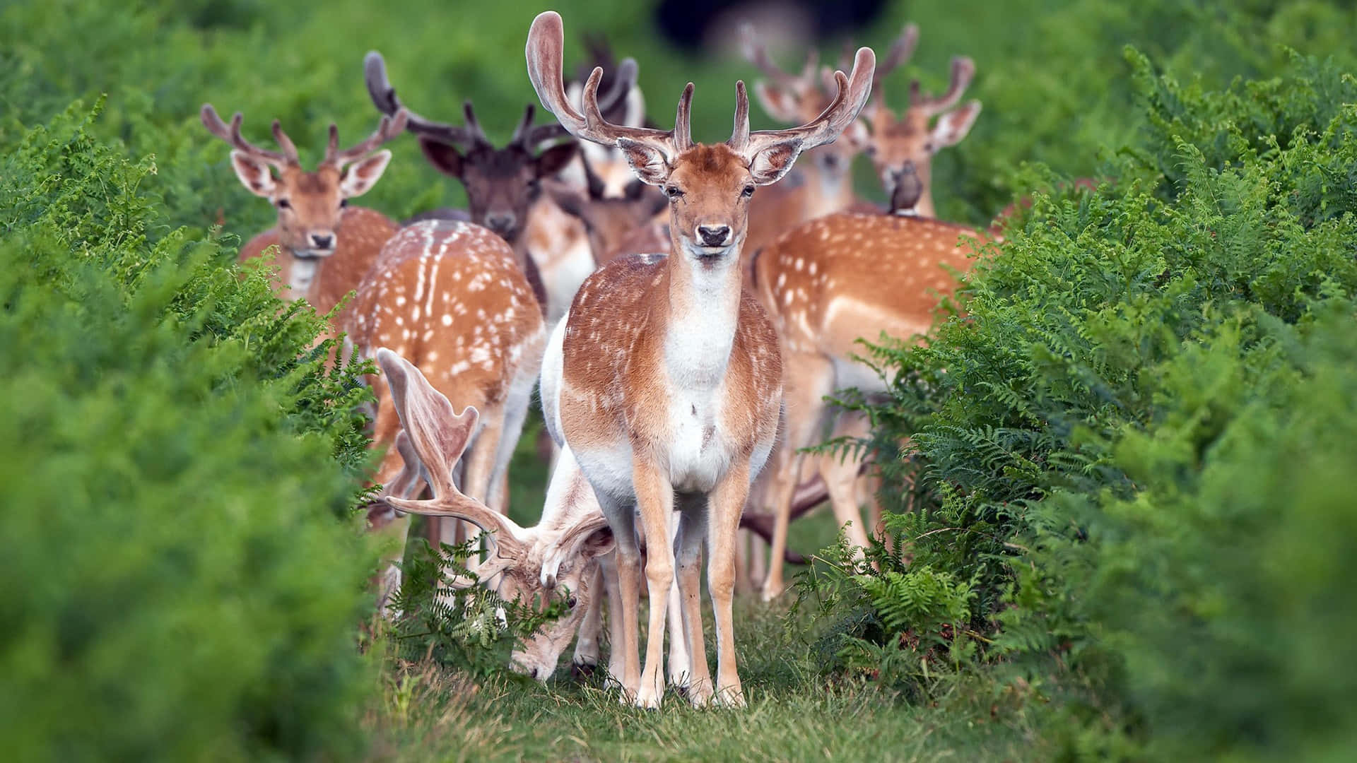 White-tailed Deer Standing Among Autumn Leaves