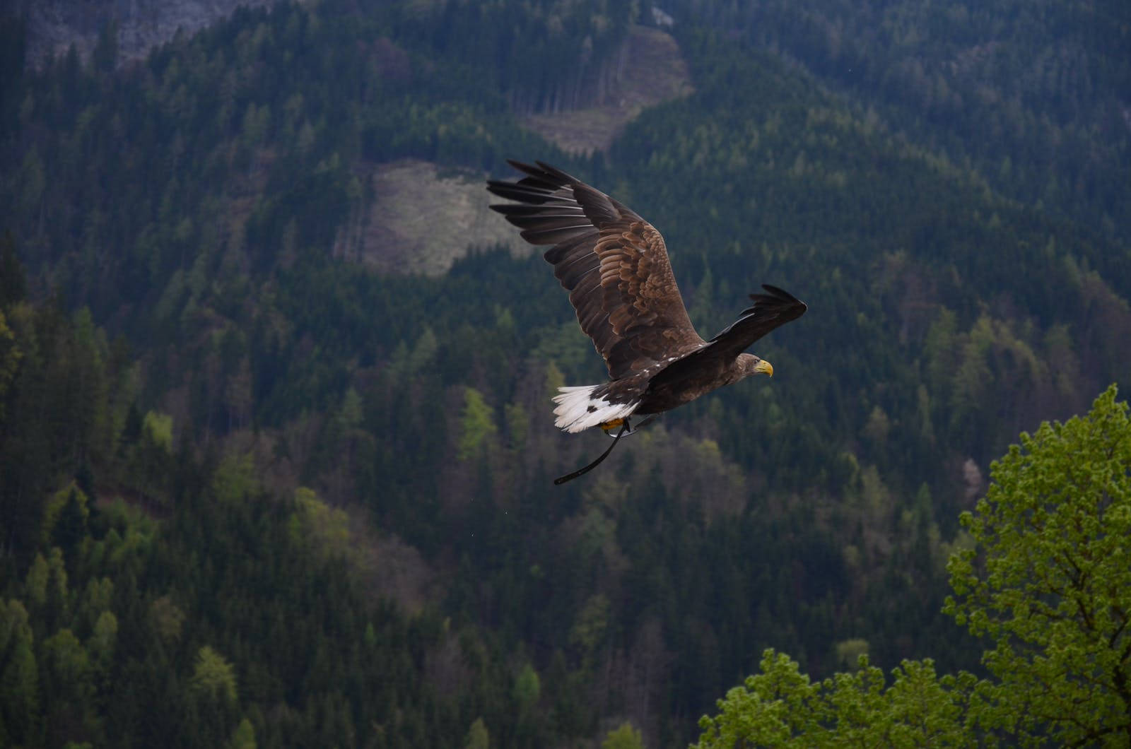 White-tailed Eagle Over Mountains Background