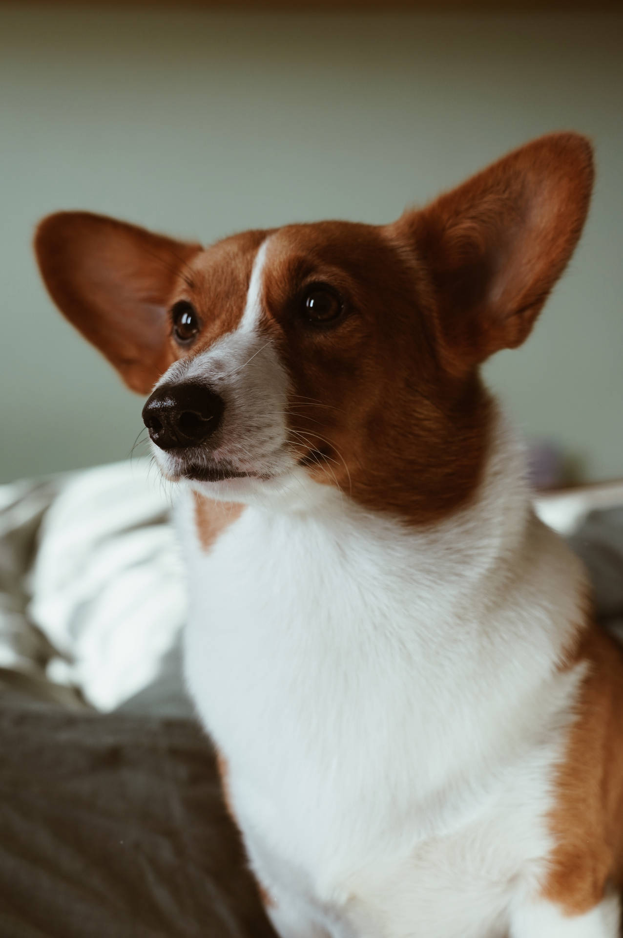 White Tan Corgi Dog Portrait Background
