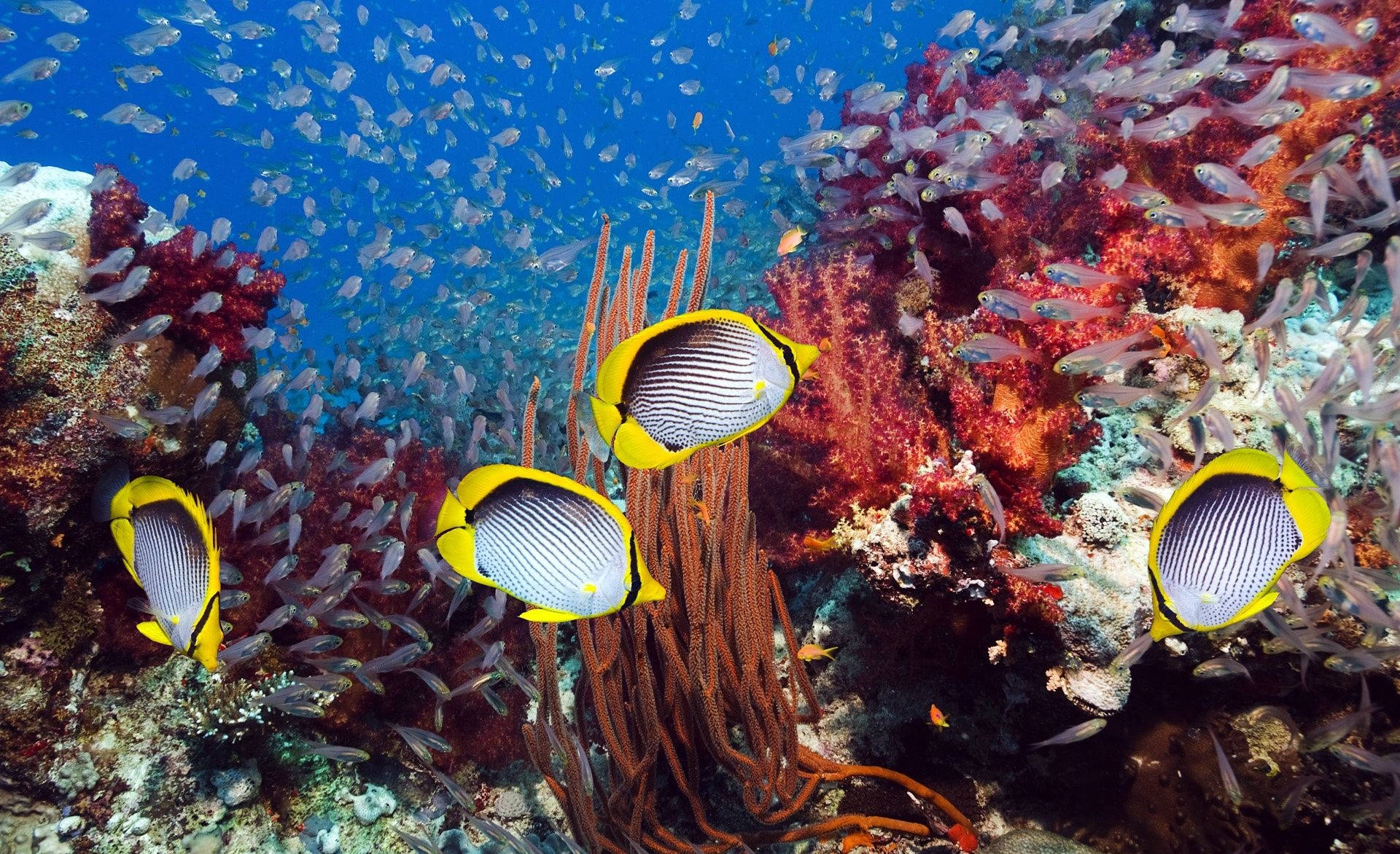 White Tang Coral