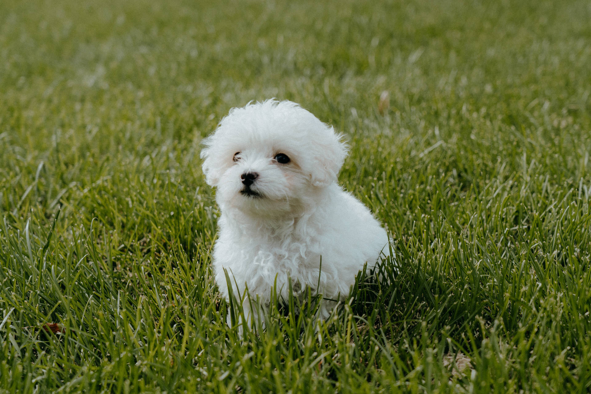White Teacup Poodle On Grass Background
