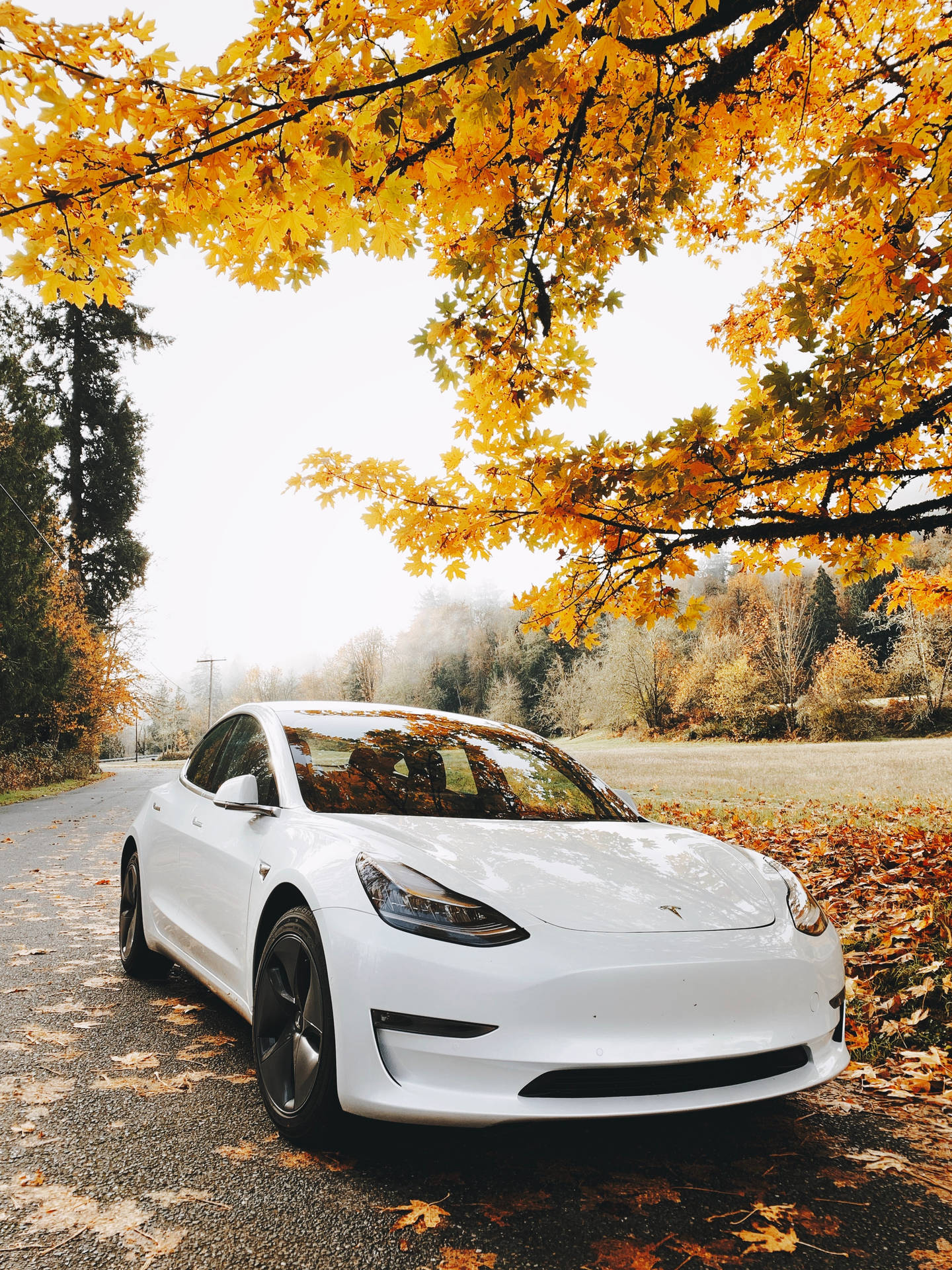 White Tesla Car In Autumn Background