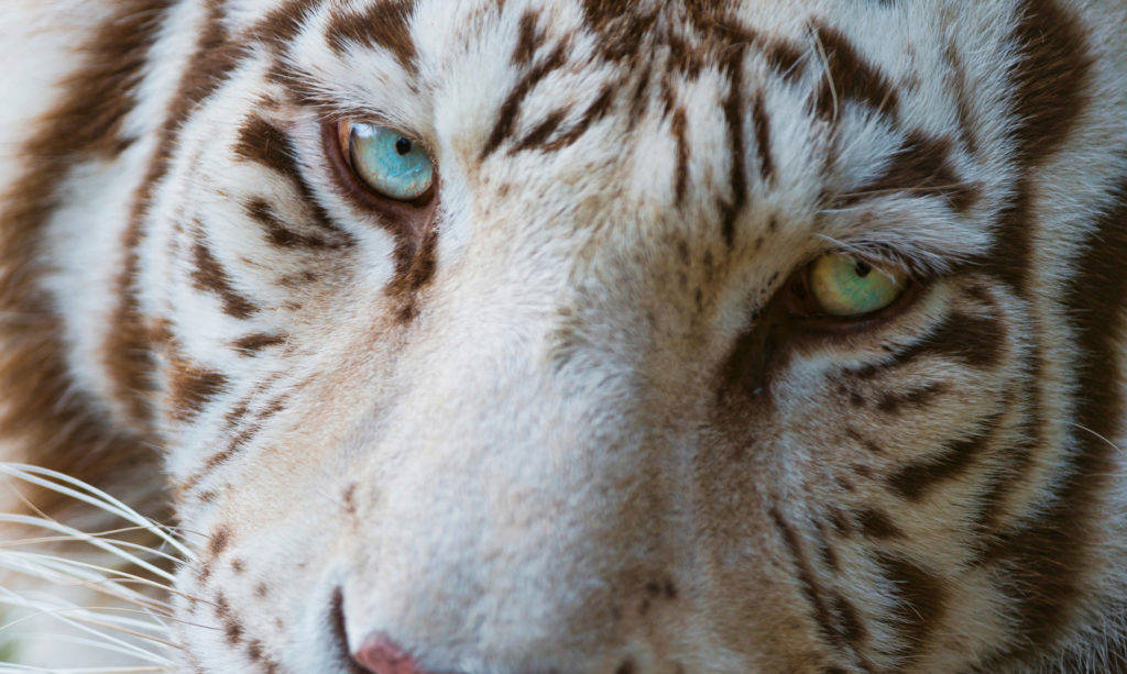 White Tiger Close-up Awesome Animal