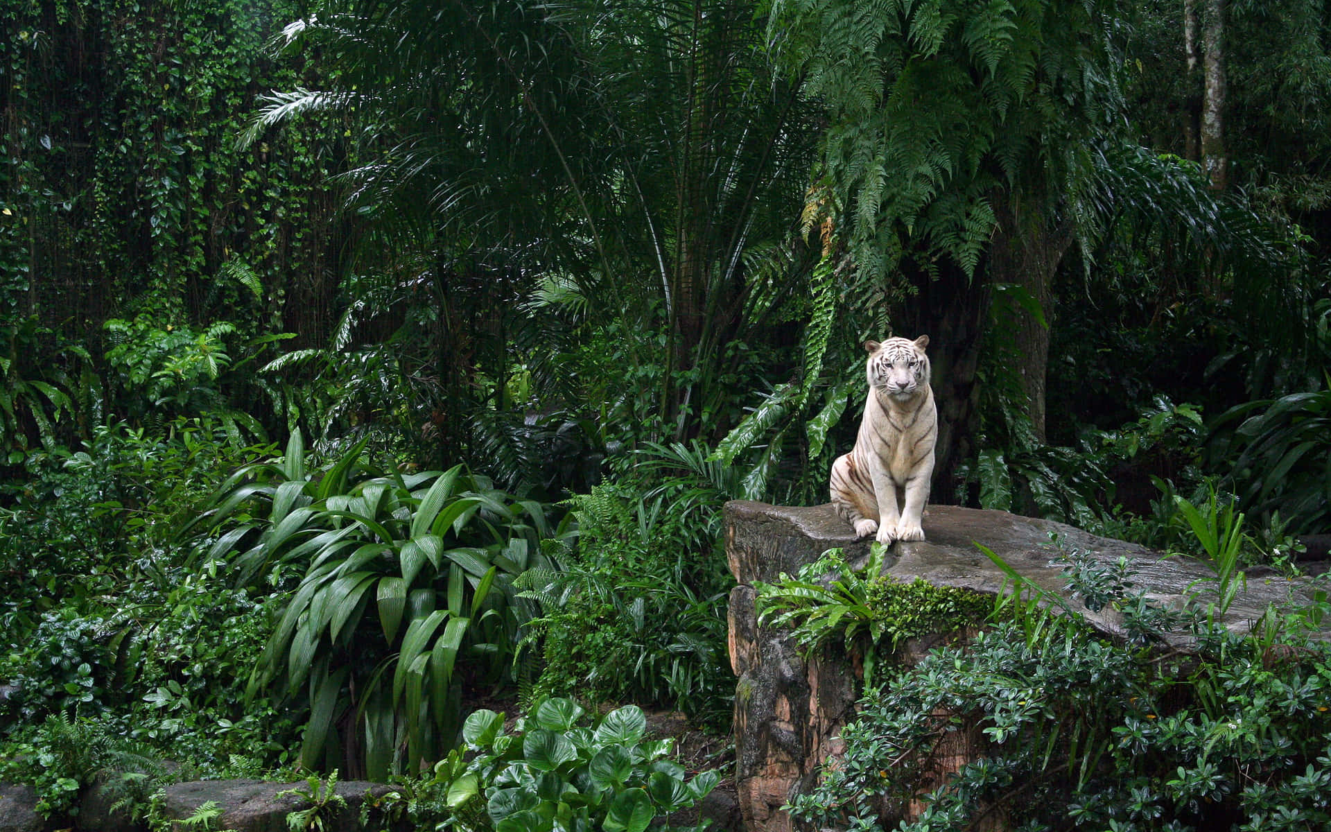 White Tiger In Peaceful Jungle Desktop Background