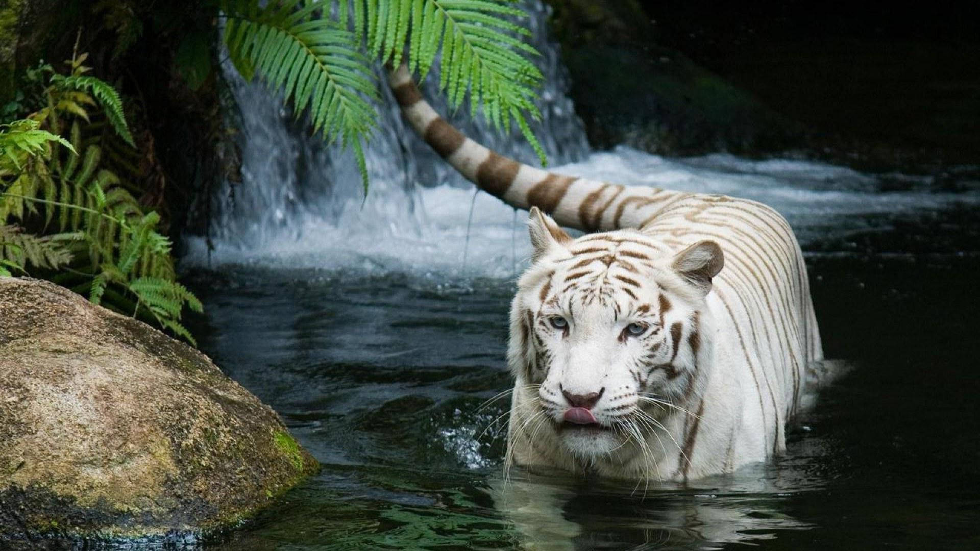 White Tiger In Water Background