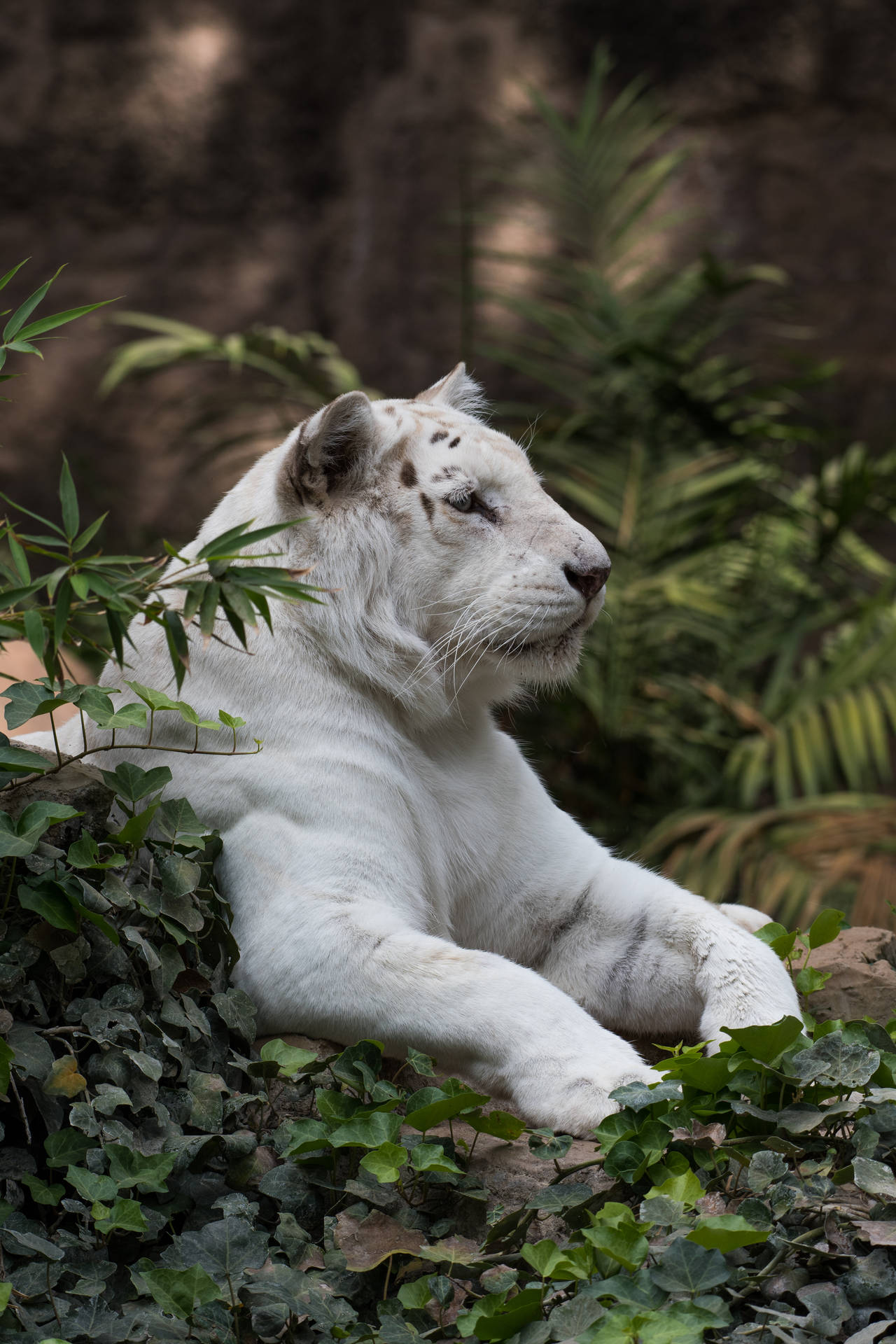 White Tiger Resting Awesome Animal Background