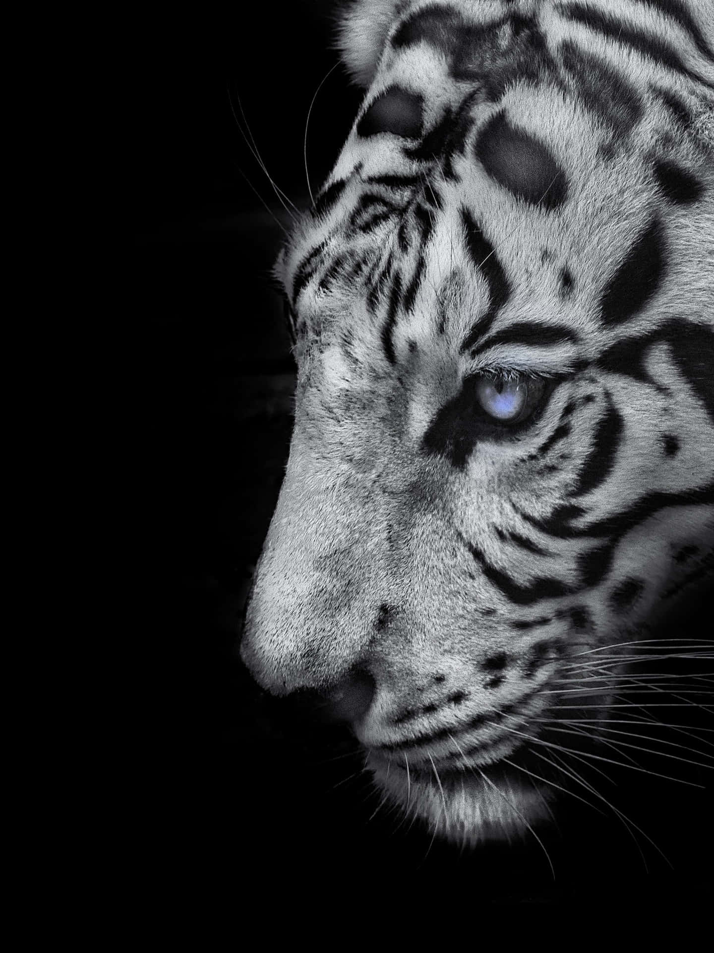 White Tiger Wallpapers