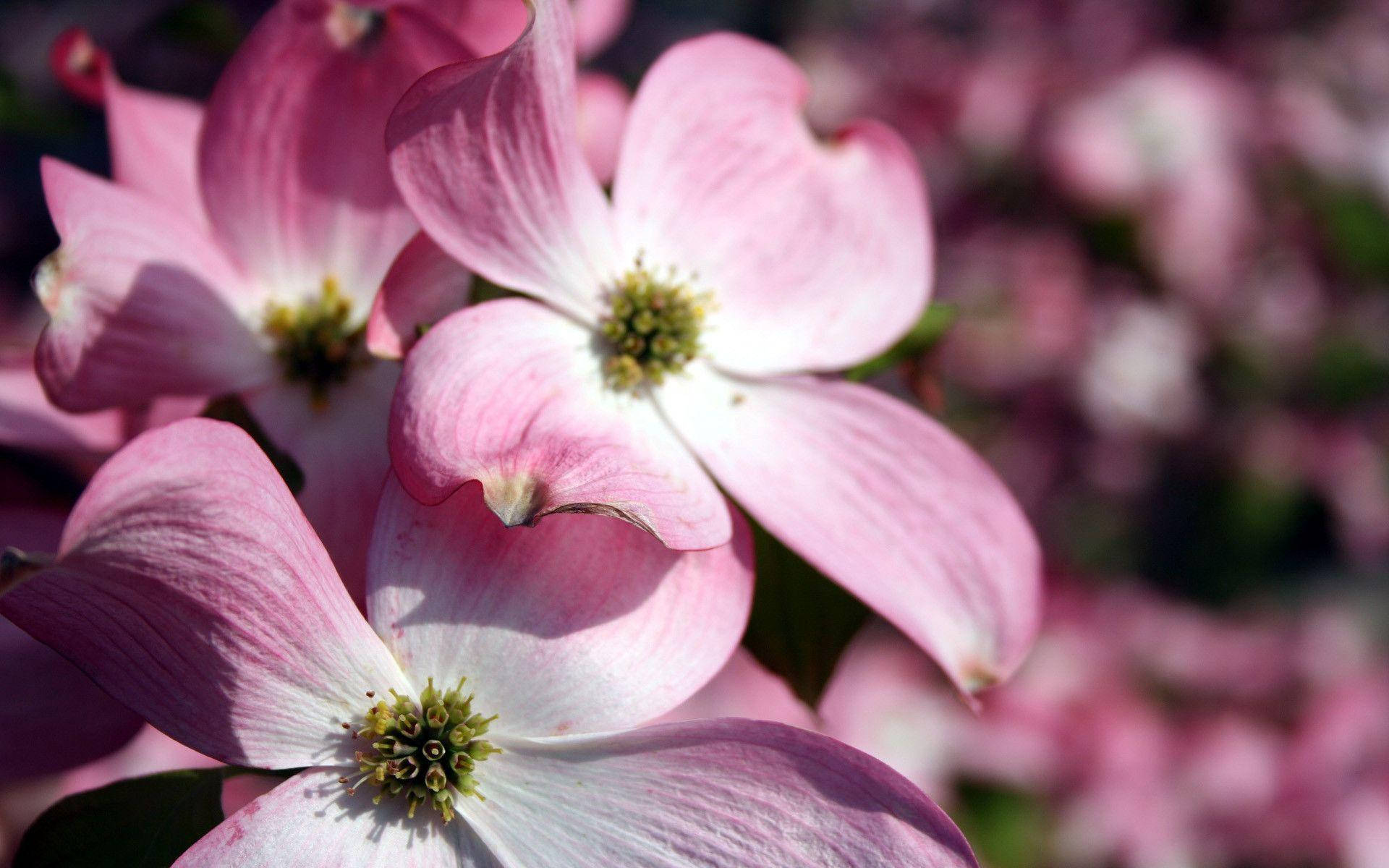 White To Pink Flower Background