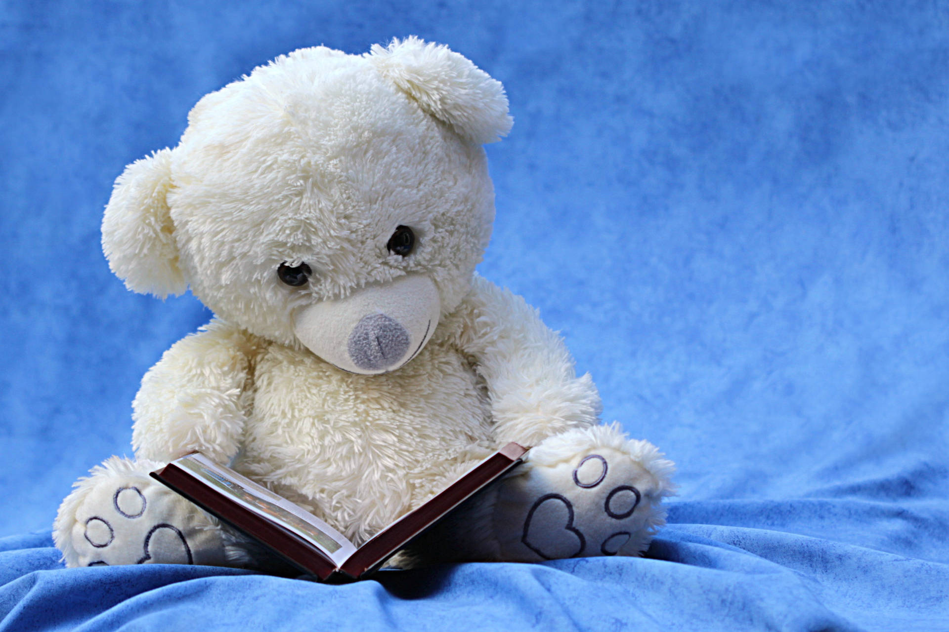 White Toy Bear Reading Book Background
