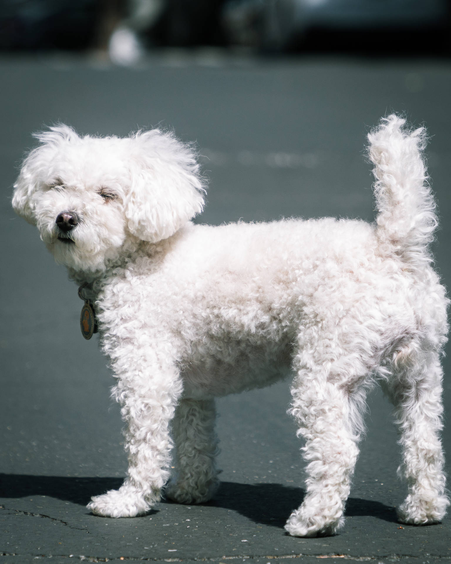 White Toy Poodle Back View Background
