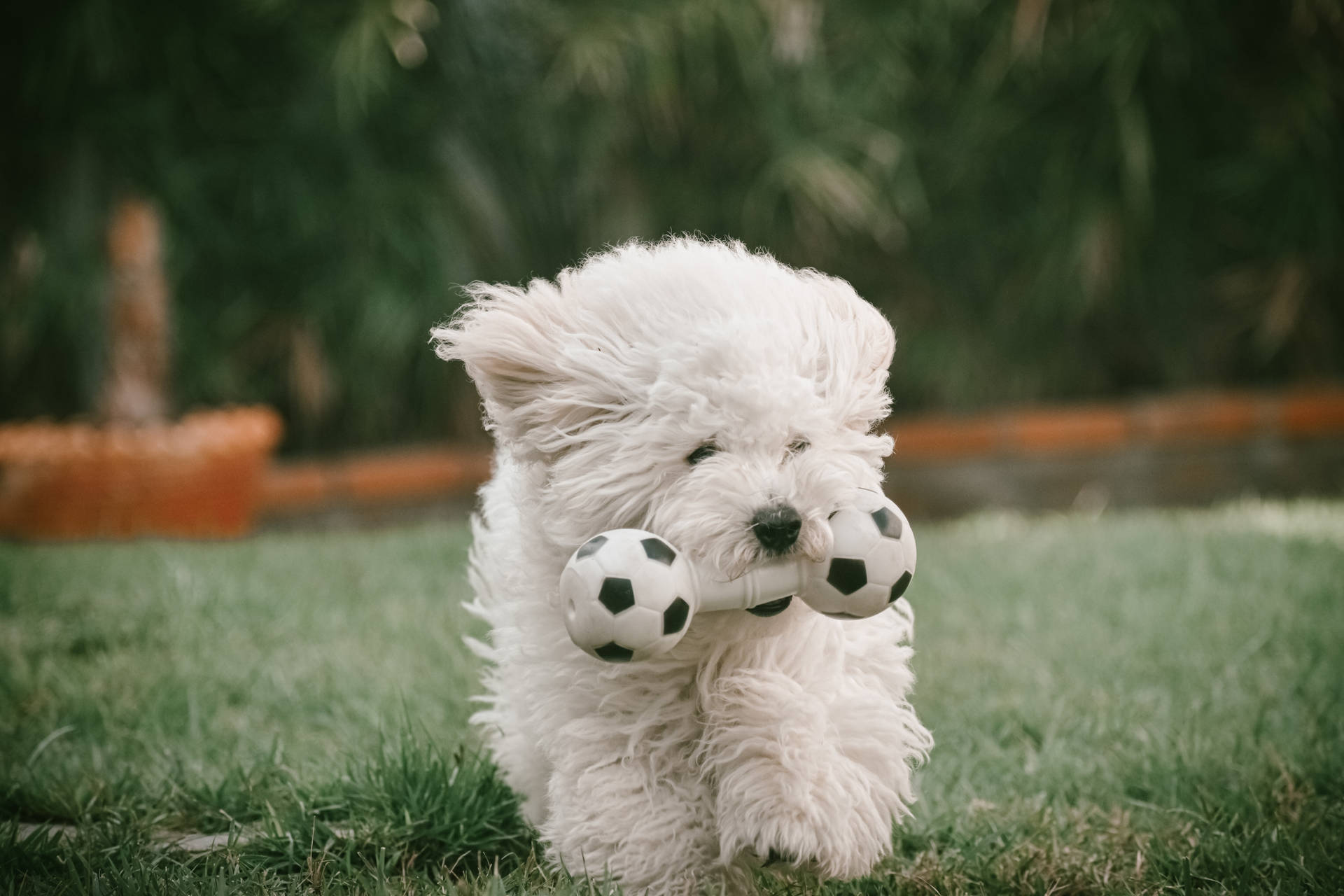 White Toy Poodle Running Background