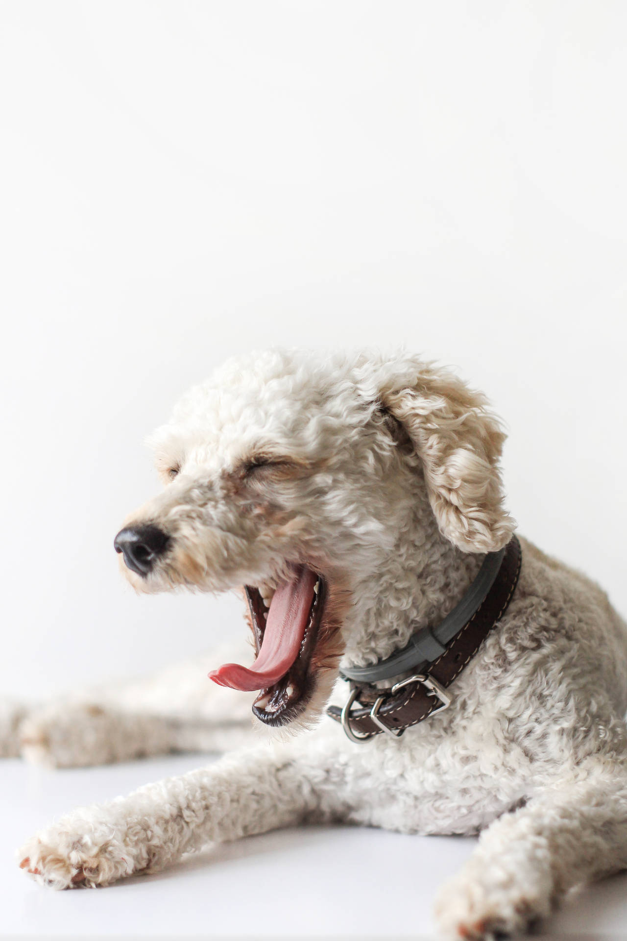 White Toy Poodle Yawning Background
