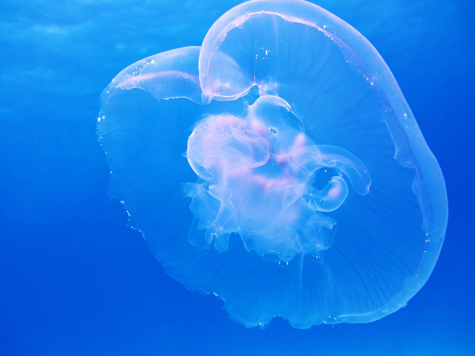 White Translucent Jellyfish In Underwater Background