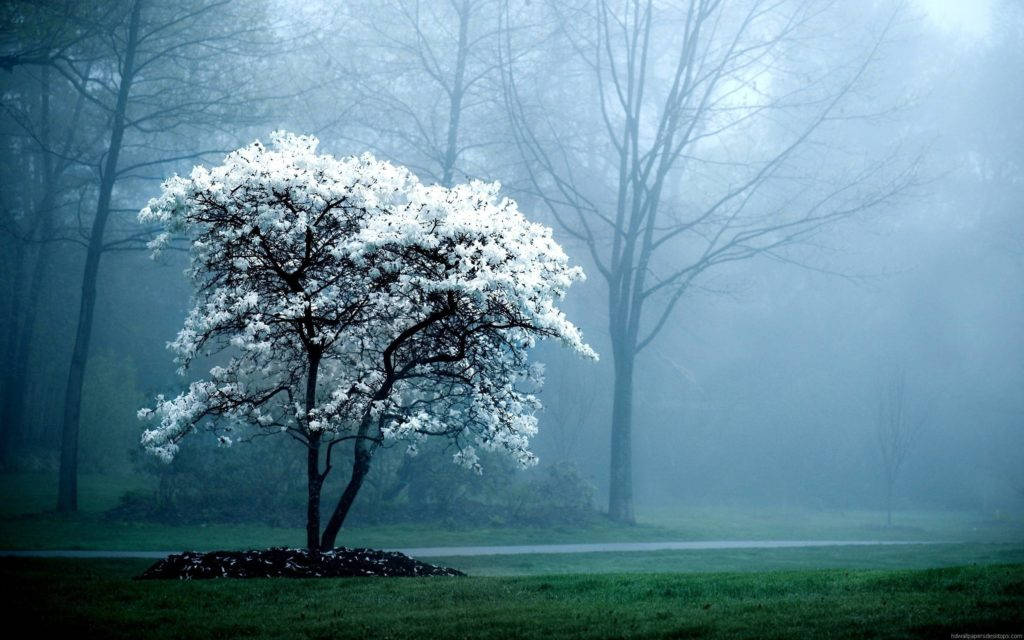 White Tree In Forest Best Desktop Background