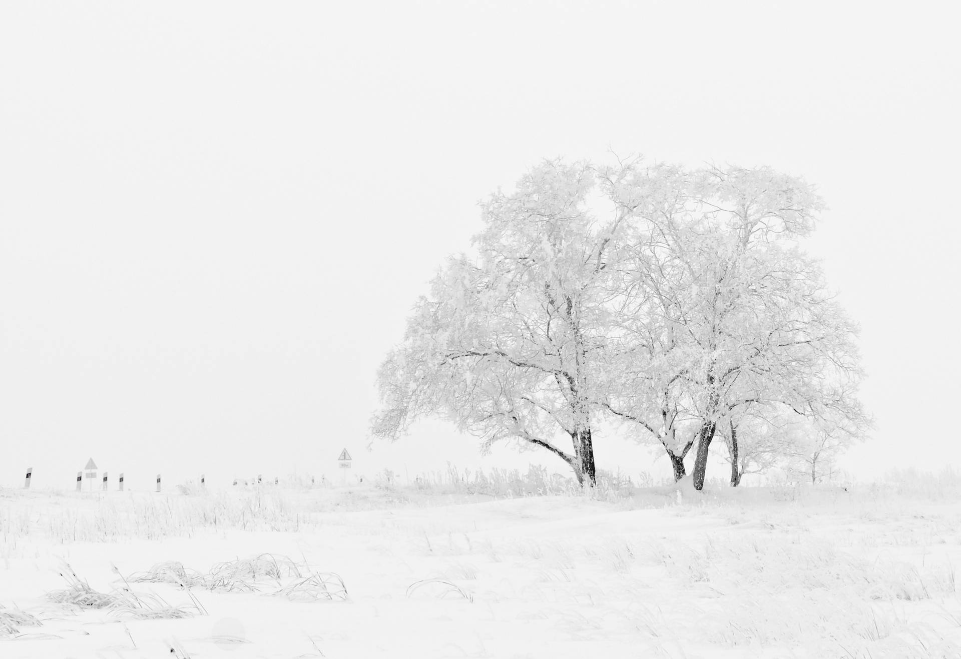 White Tree In The White Winter Sky Background