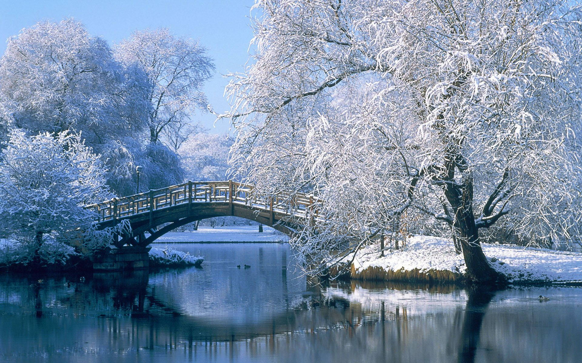 White Trees And Bridge Hd Computer Background