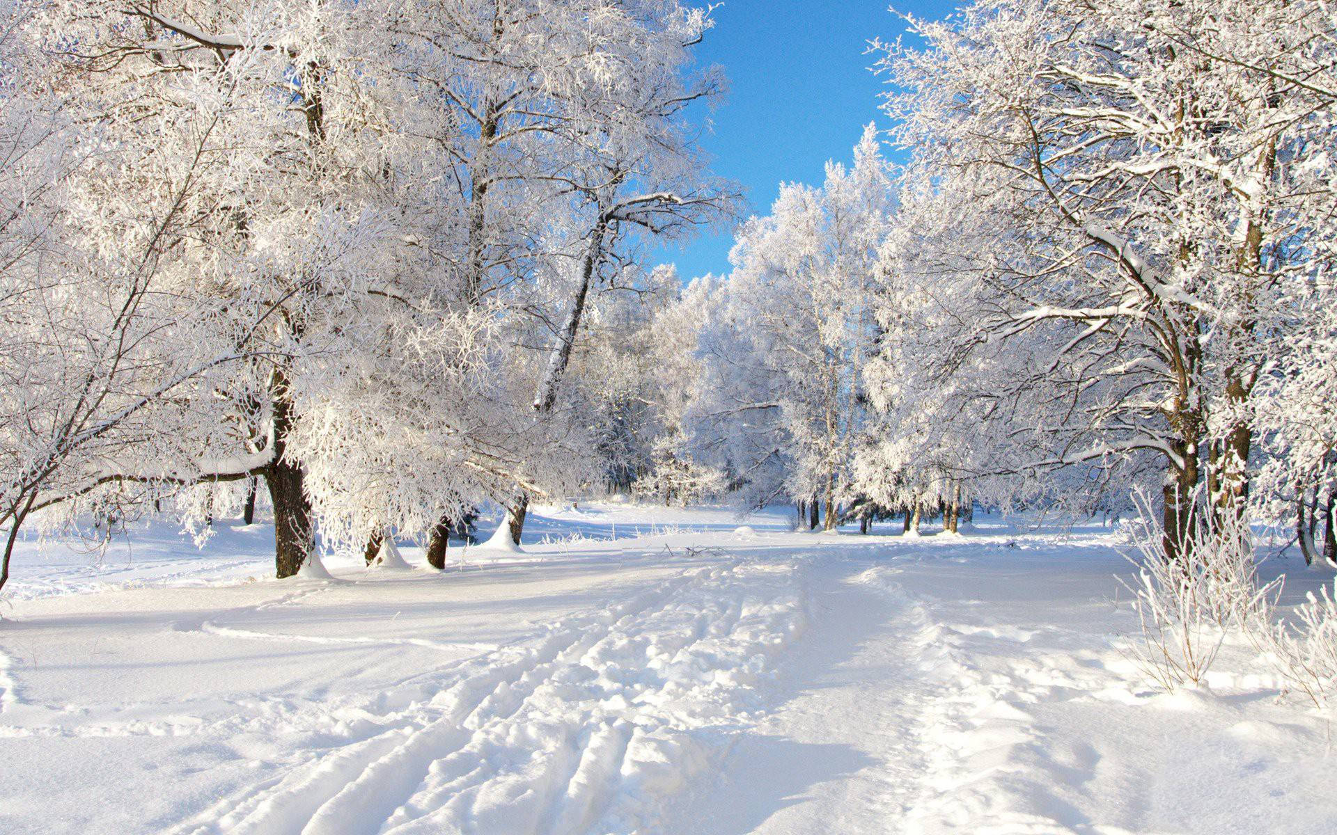 White Trees In Winter Background