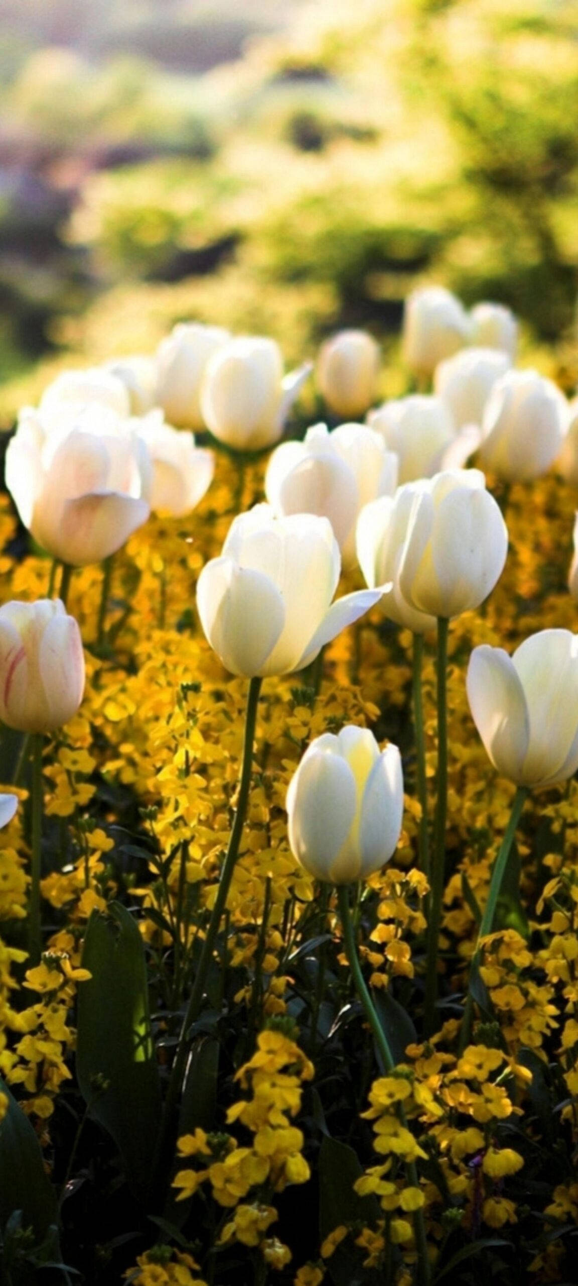 White Tulip For Oneplus 8 Pro Background