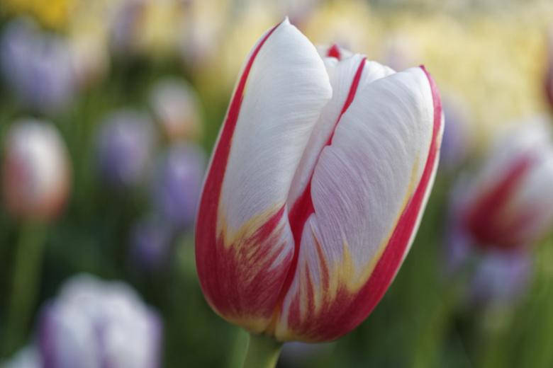 White Tulip Most Beautiful Nature Background