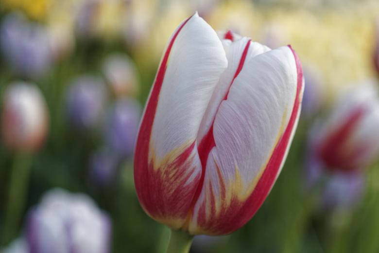 White Tulip Most Beautiful Nature