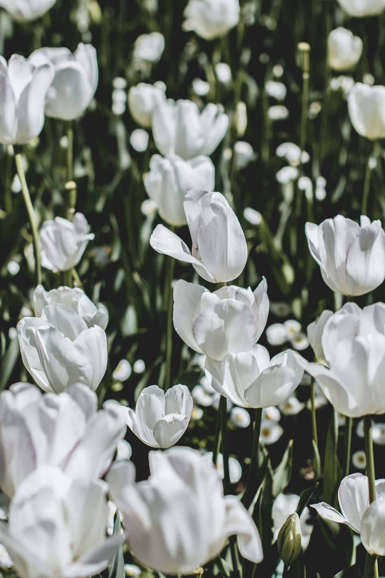 White Tulips Garden Sunlight.jpg Background