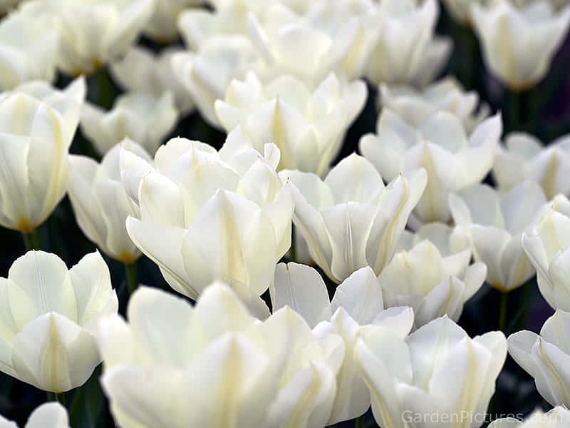 White Tulips Means Being Considerate Background