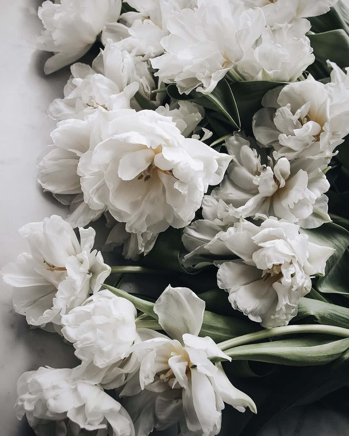 White Tulips On A Marble Table