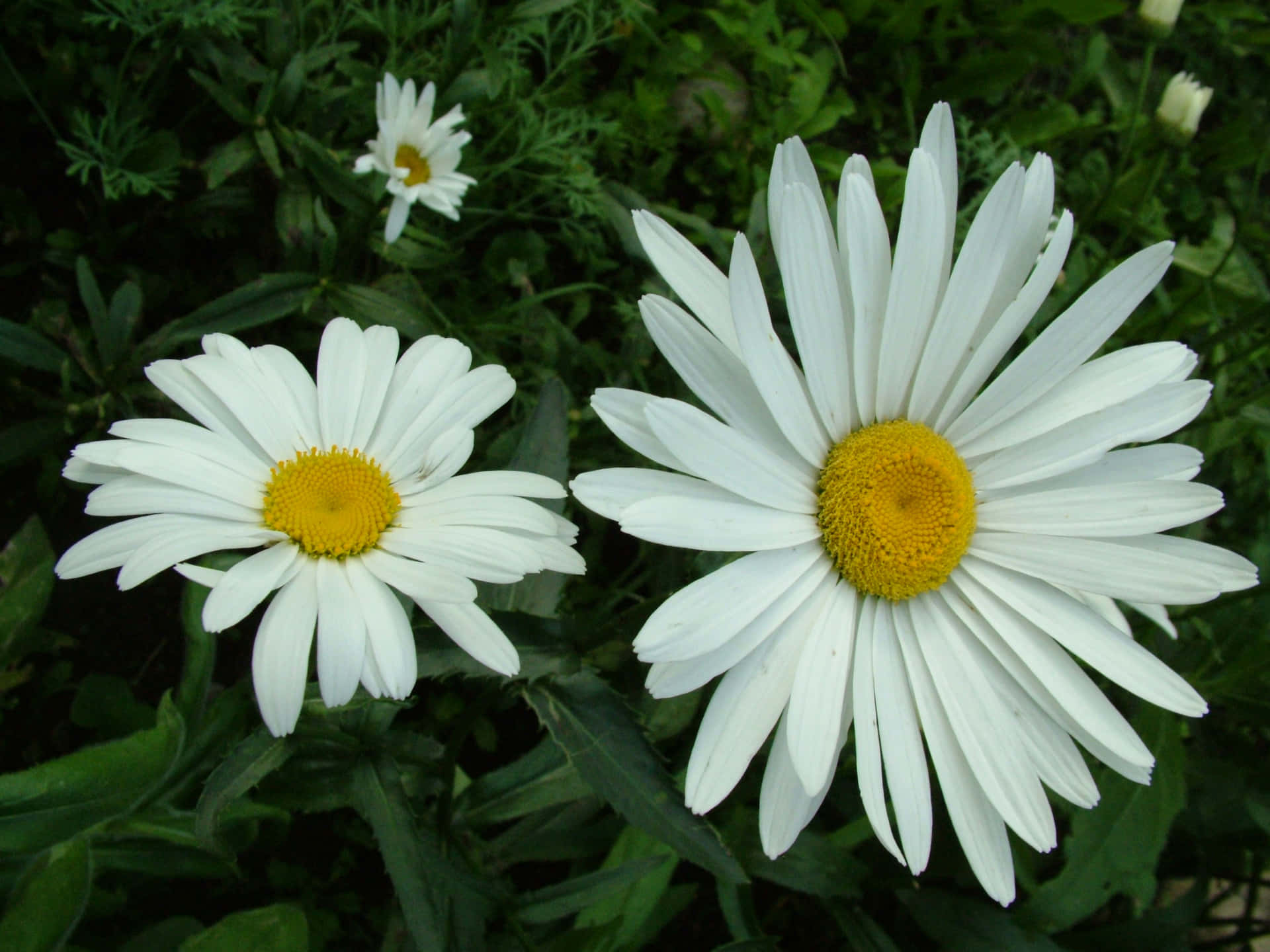 White Tumblr Flowers Desktop Background