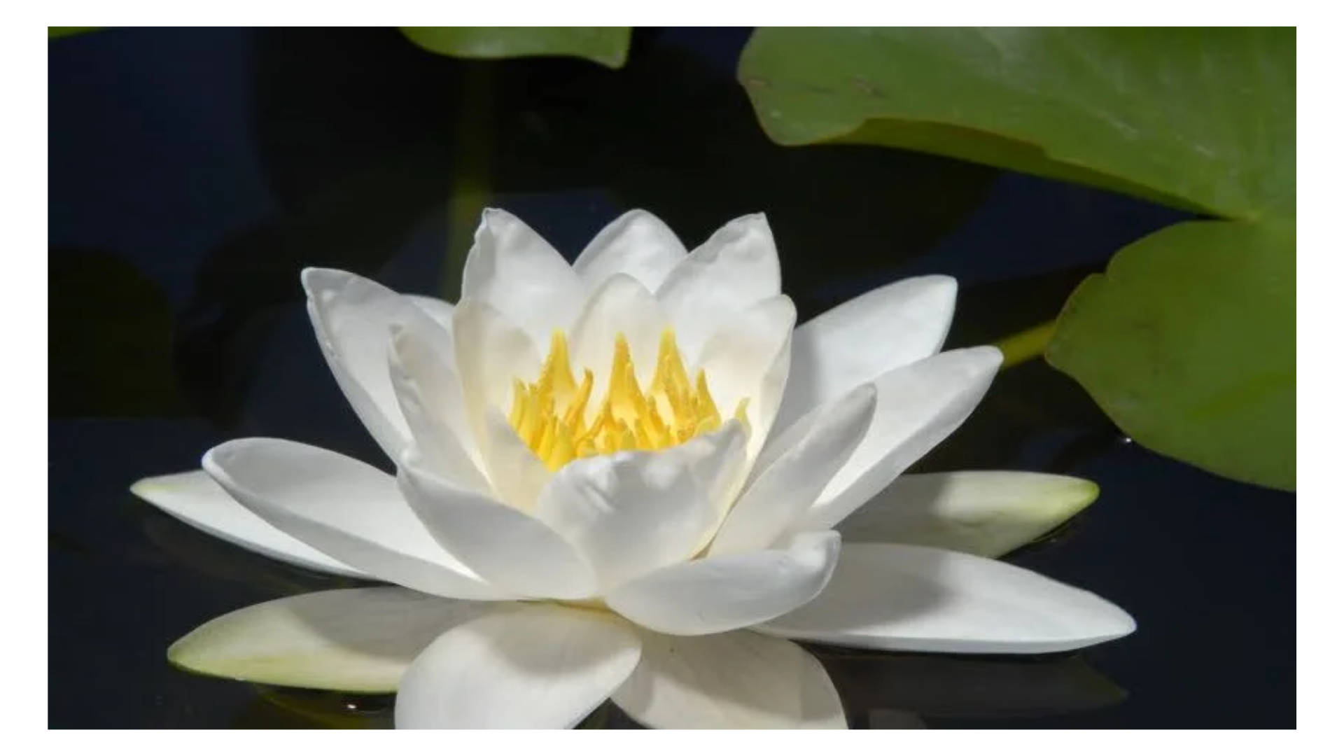 White Water Lily Background