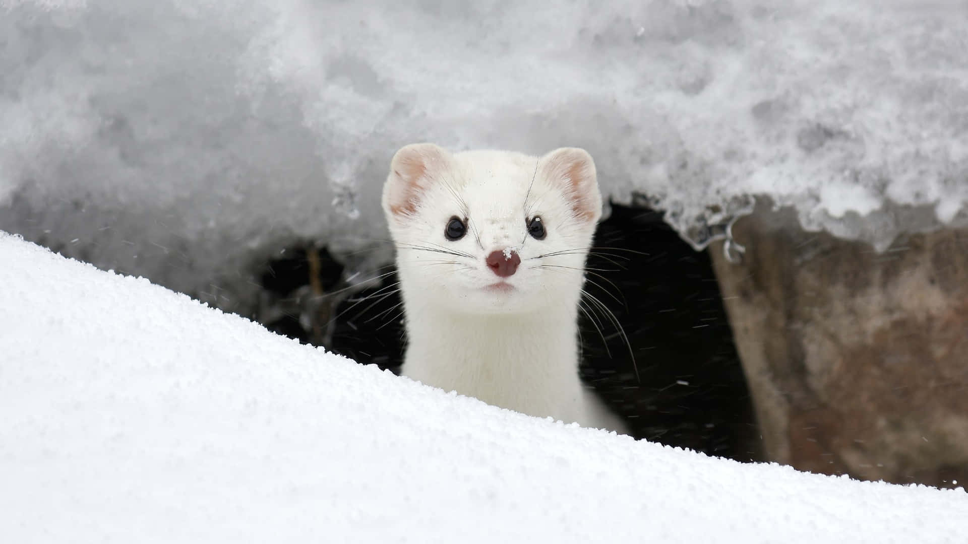 White Weaselin Snow Background