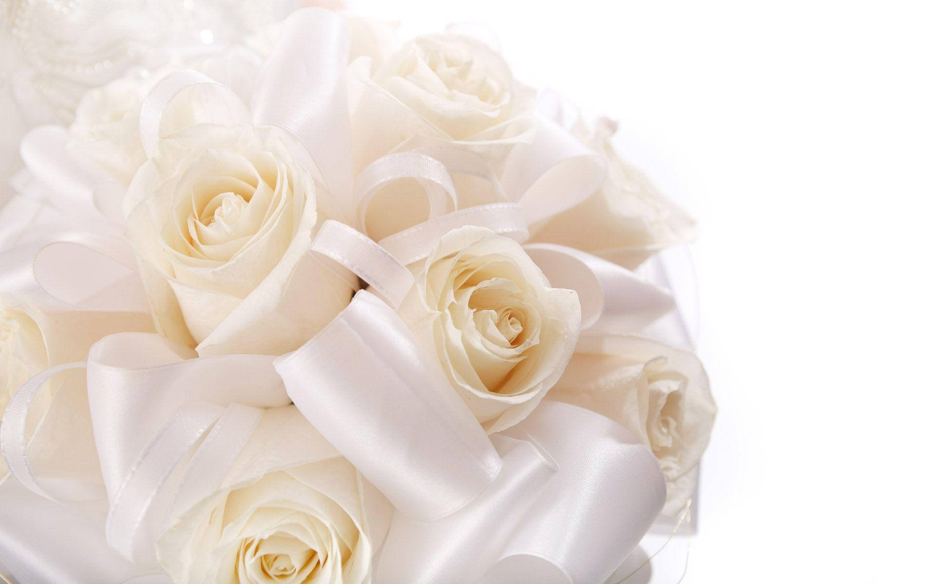 White Wedding Roses Background