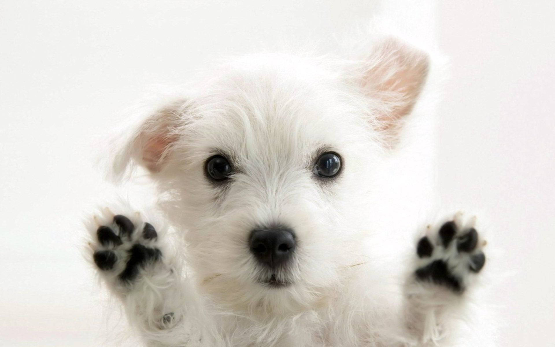 White Westie Puppy Enjoying A Playful Day In The Sun Background