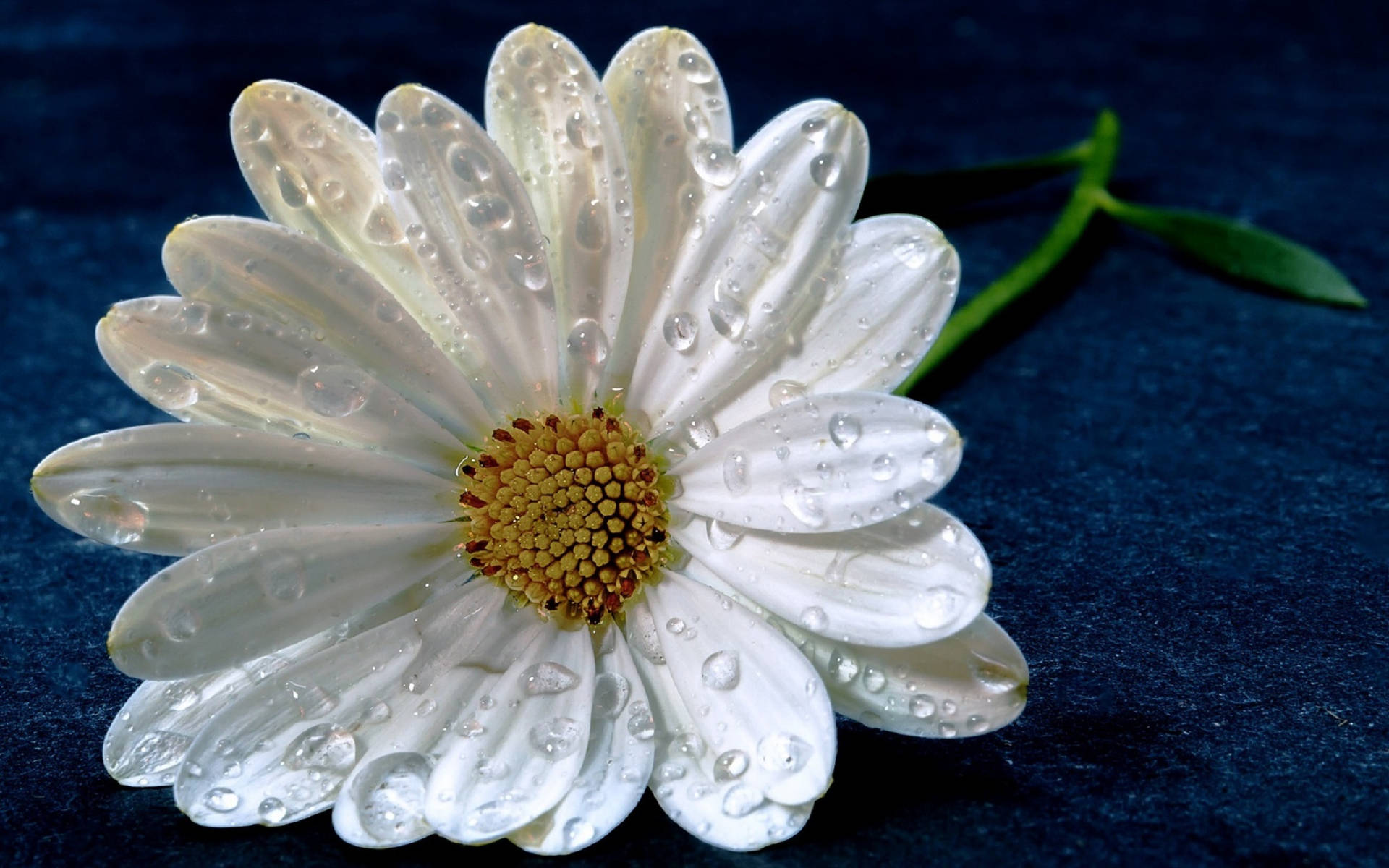 White Wet Daisy Background