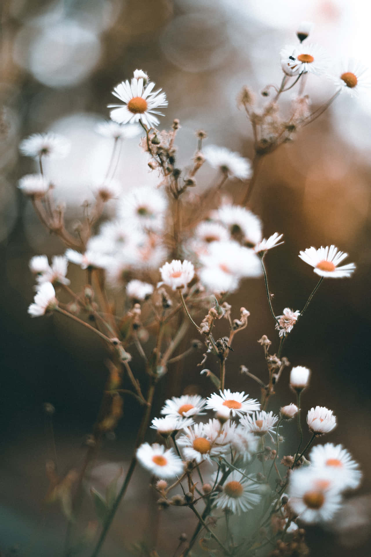 White Wildflowers Daisies Background