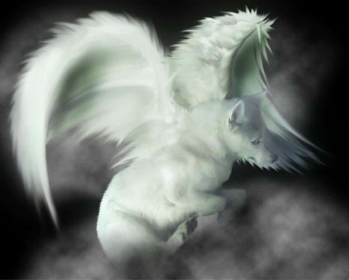 White Winged Wolf Flying Background