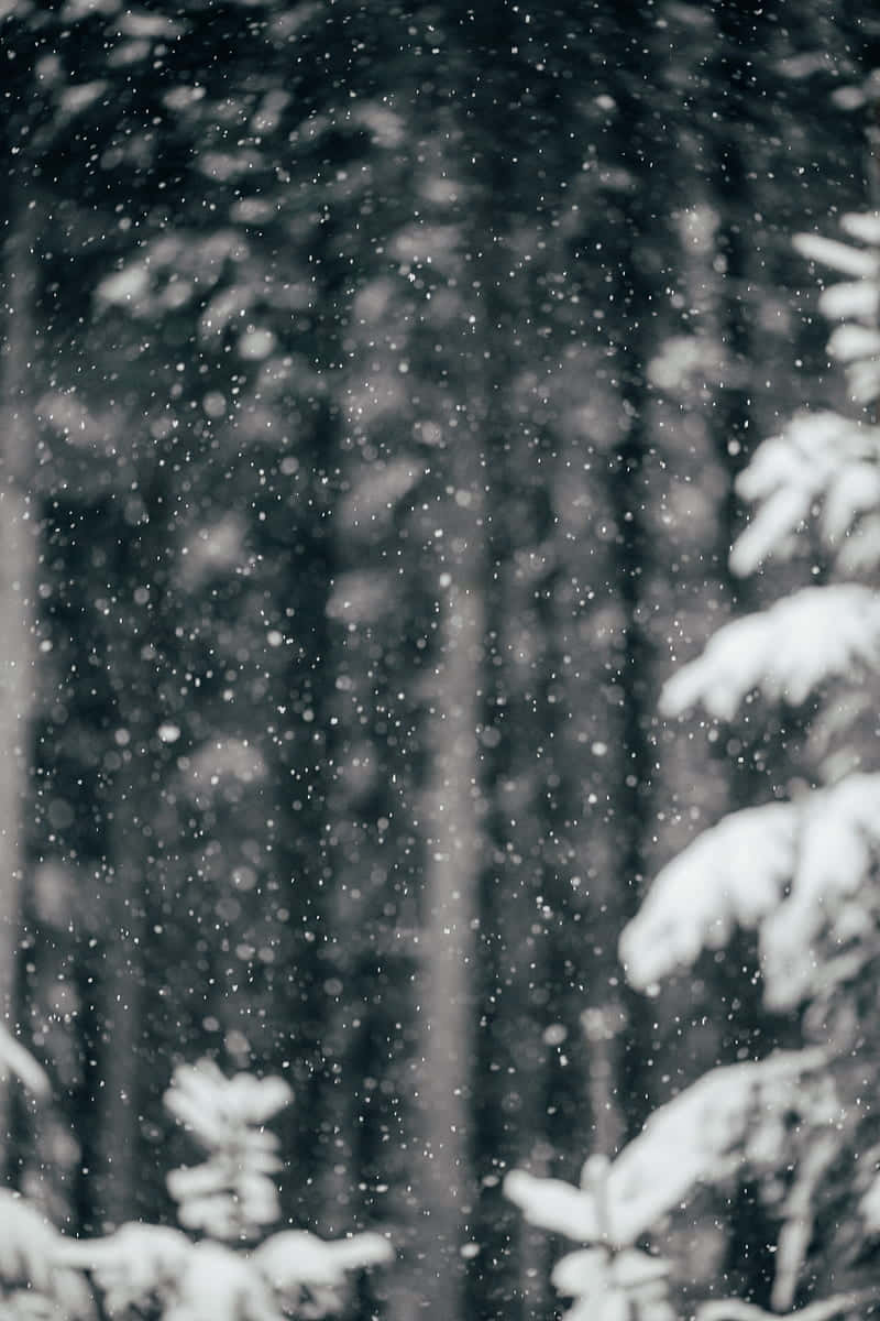 White Winter Wonderland Background