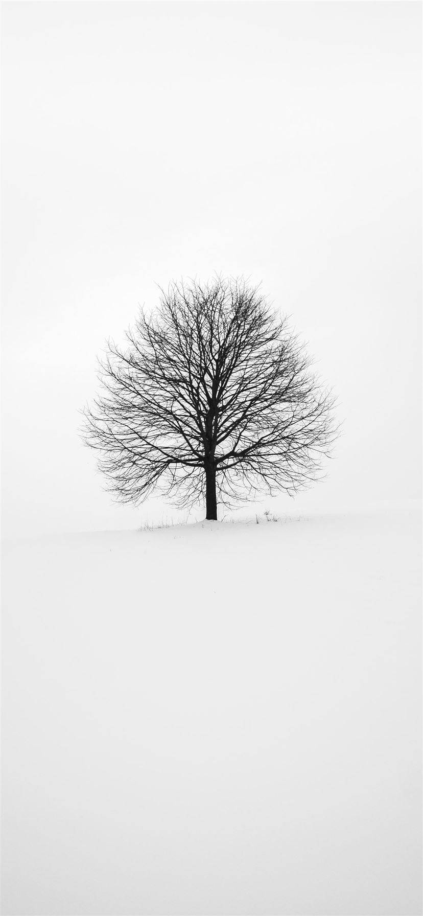 White With Leafless Tree Iphone Background
