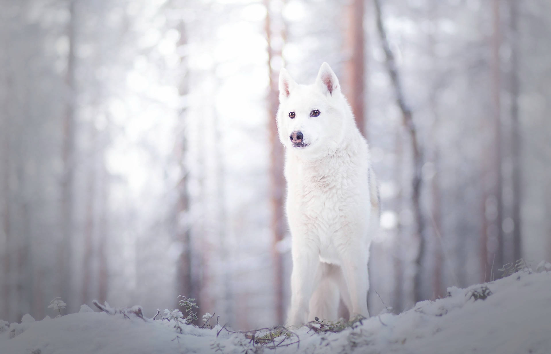 White Wolf Desktop Background