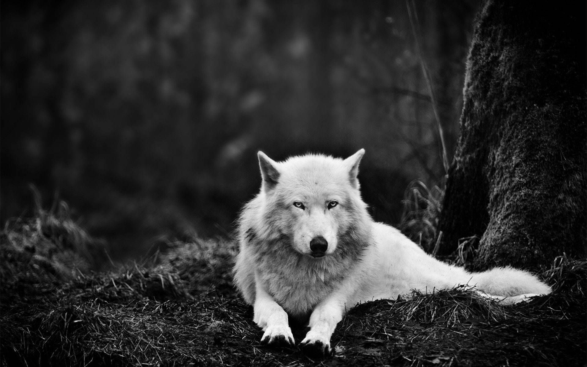 White Wolf In Forest Cool Pc Background