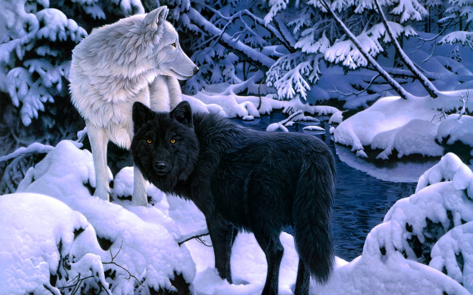 White Wolf With Black Wolf