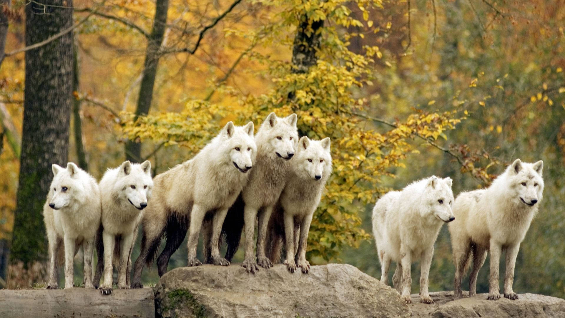 White Wolves Animal Pack Background