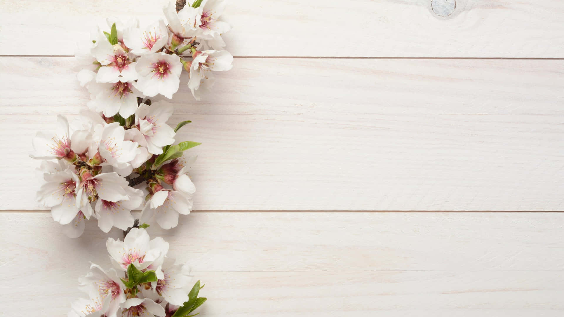 White Wood Blossoms Background