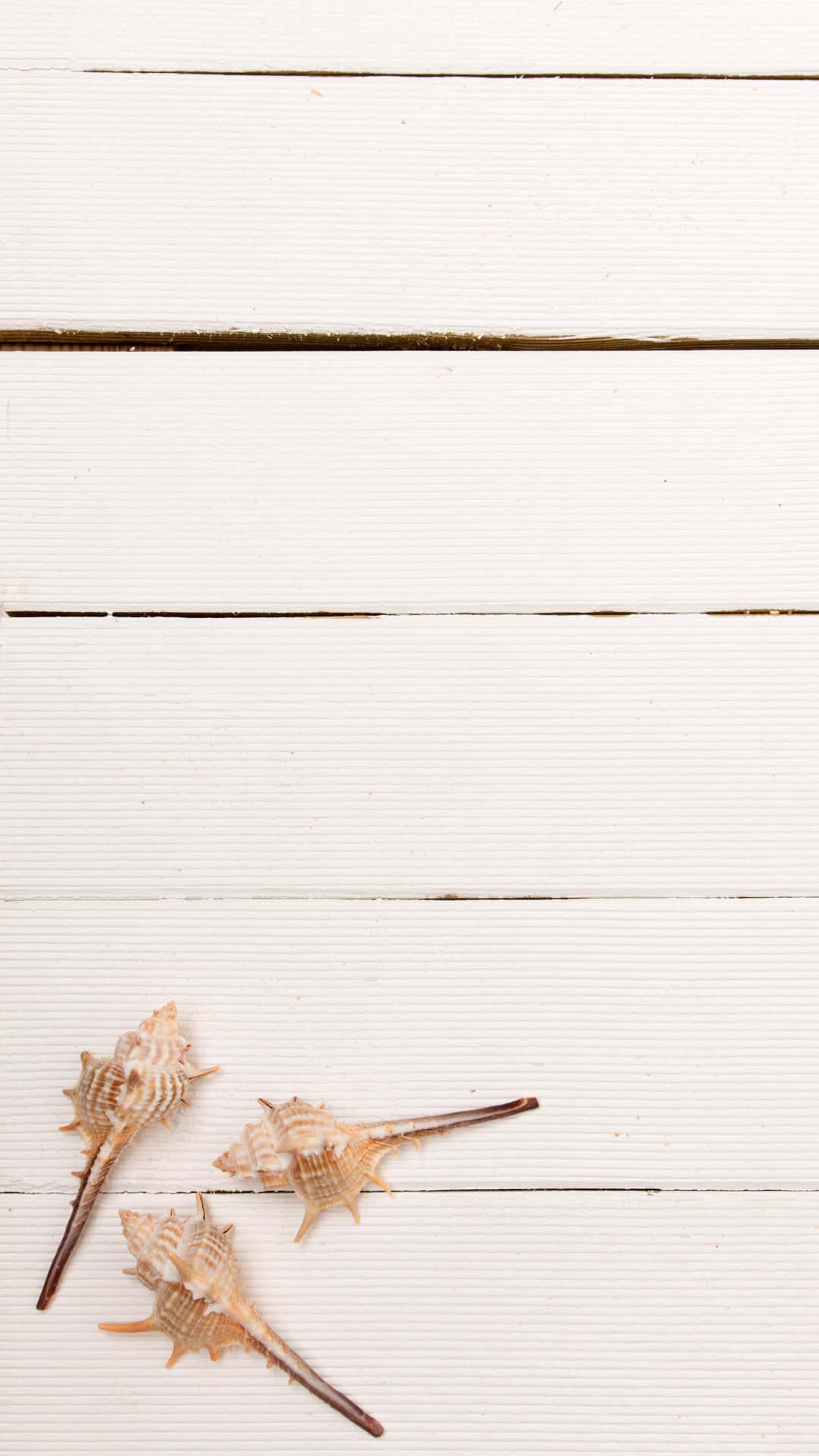 White Wooden Backgroundwith Seashells Background