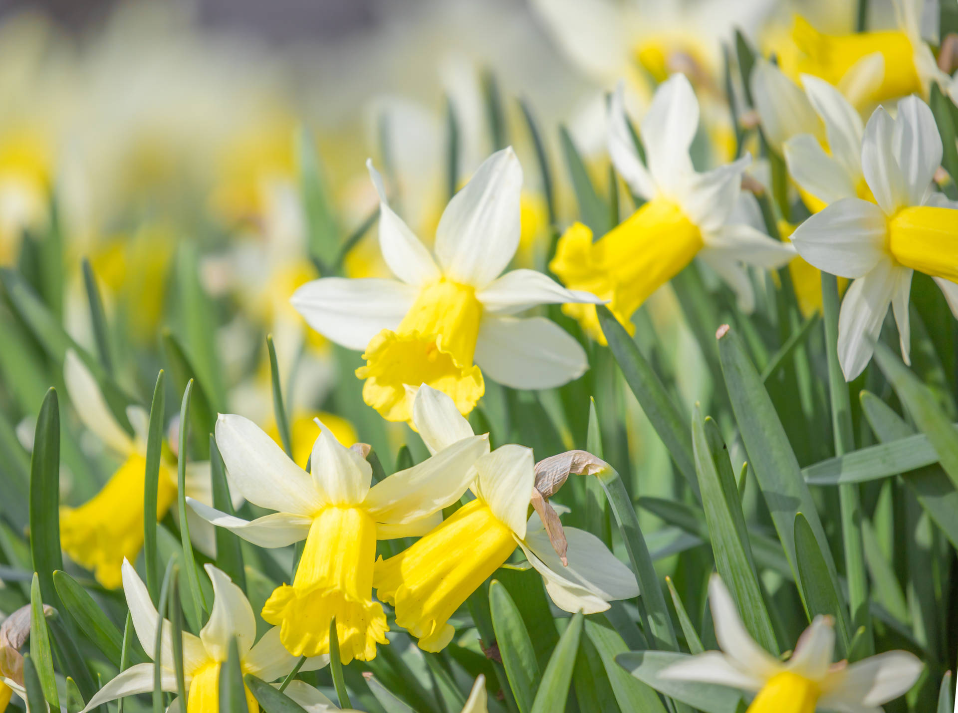 White Yellow Daffodils During Daytime Background