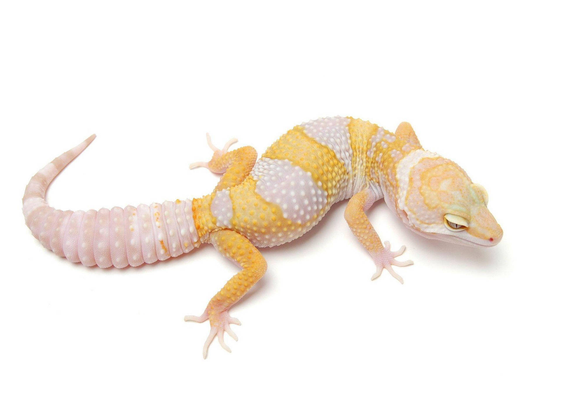 White Yellow Leopard Gecko Background