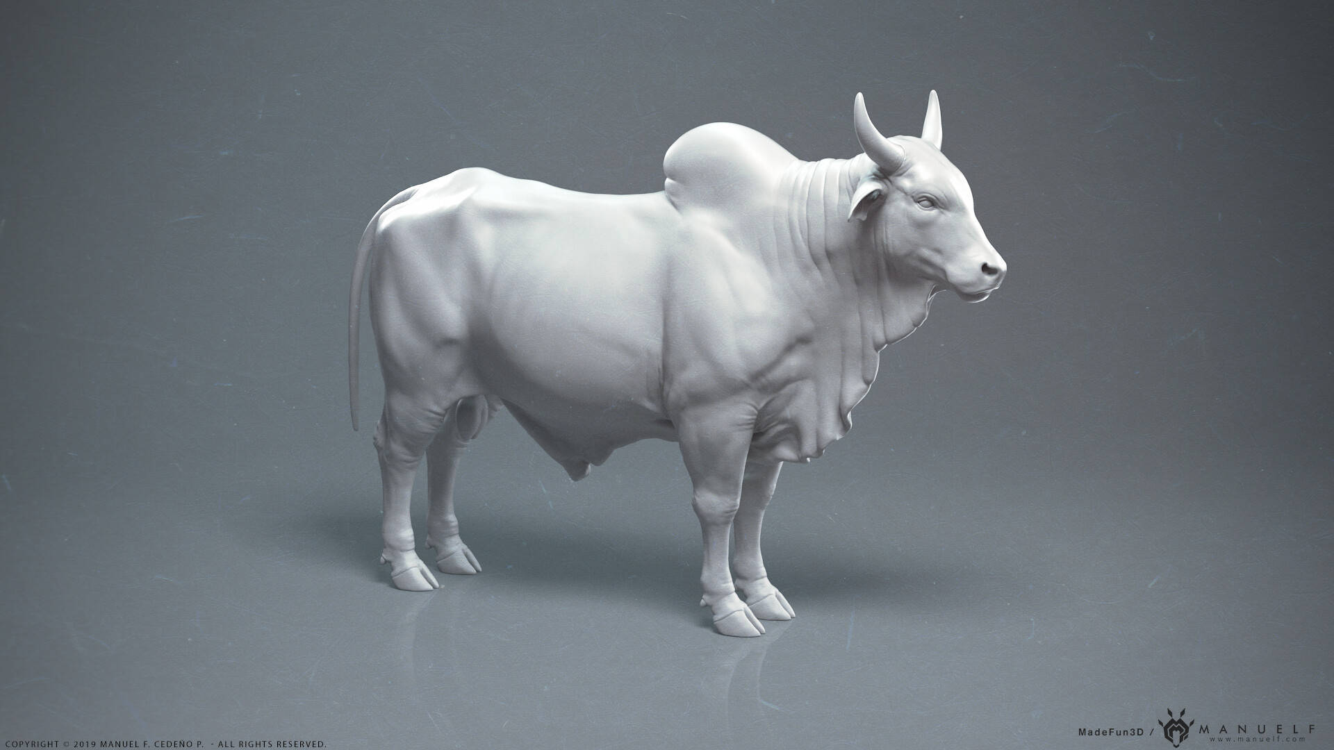 White Zebu Cattle 3d