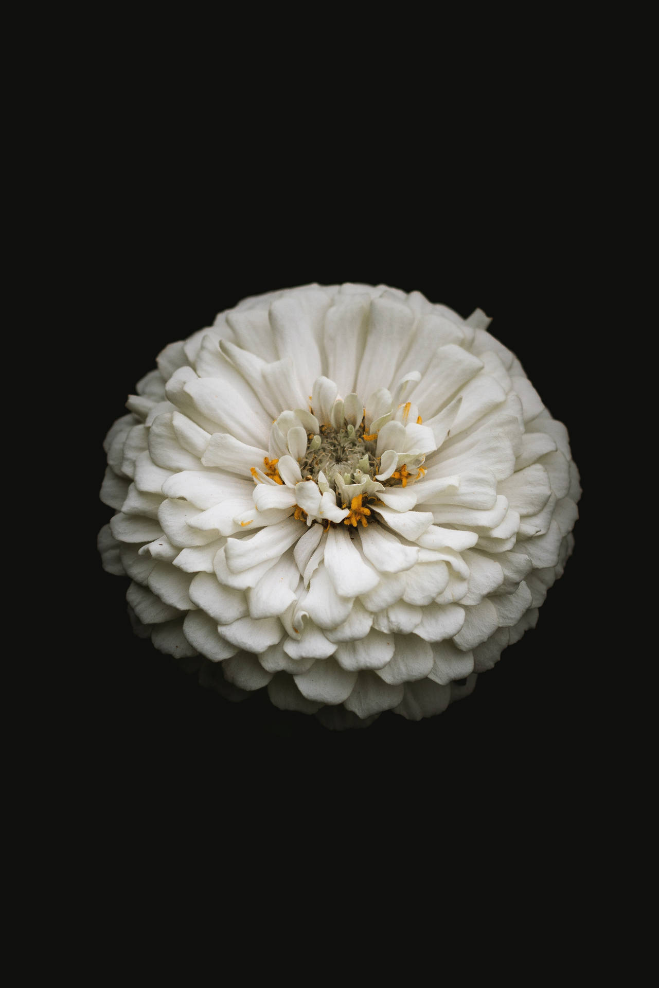 White Zinnia Flower In Natural Setting Background