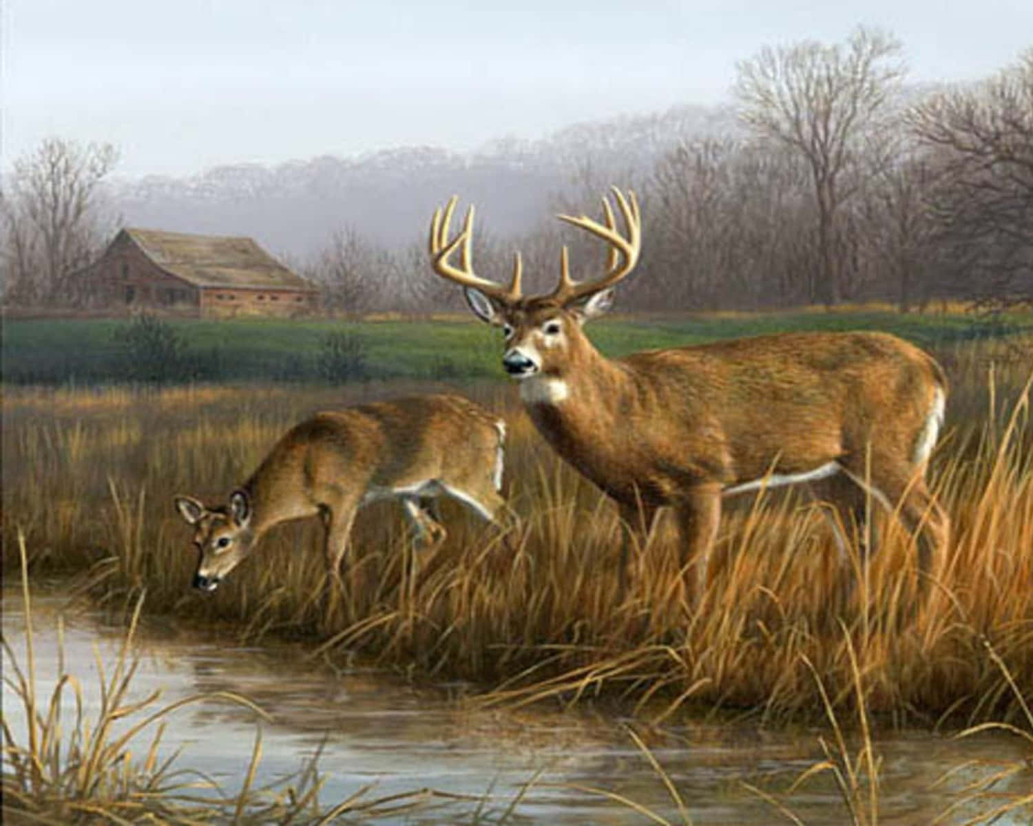 Whitetail Deer Family Drinking From A Stream Background