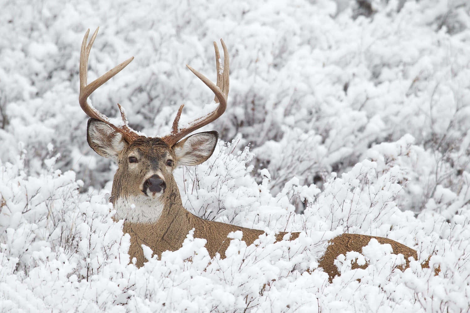 Whitetail Deer On Snow-covered Field Background